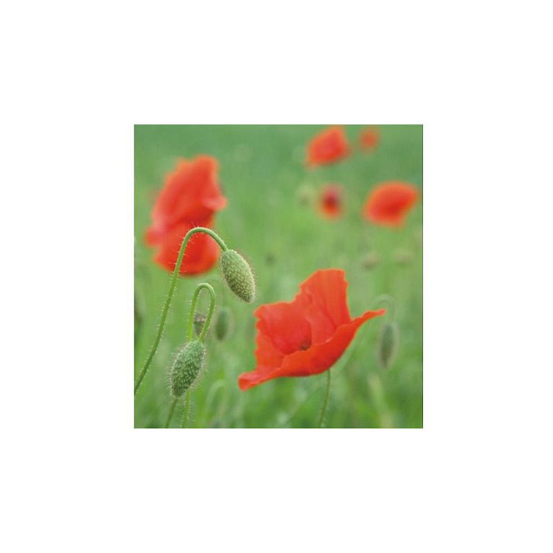 Клей карандаш "Kores", 15 г